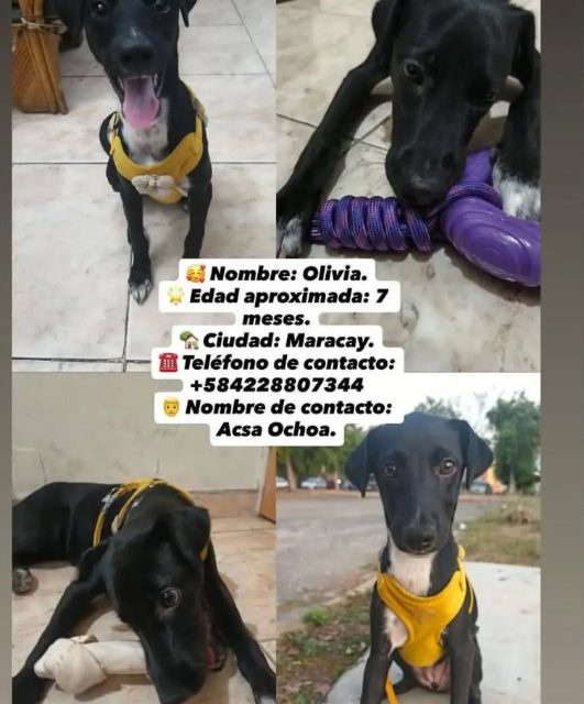 Foto de acsa ochoa