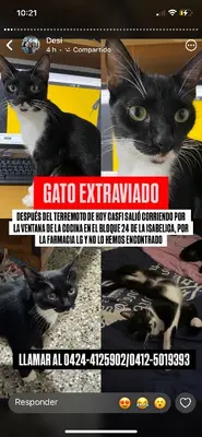 Foto de Gato extraviado después del terremoto de ayer salió corriendo por la ventana