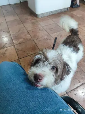 Foto de Rocco